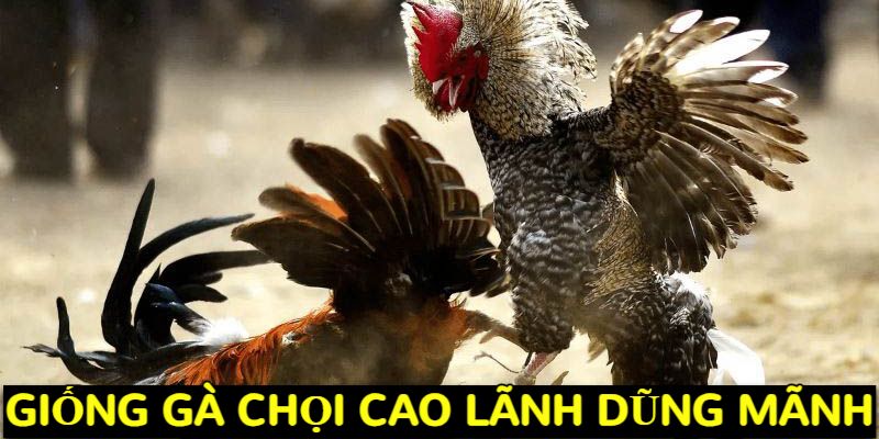 Giống gà chọi Cao Lãnh dũng mãnh