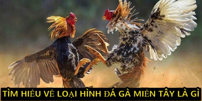 Tìm hiểu về loại hình đá gà miền Tây là gì? 