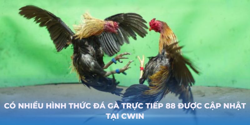 Có nhiều hình thức đá gà trực tiếp 88 được cập nhật tại Cwin