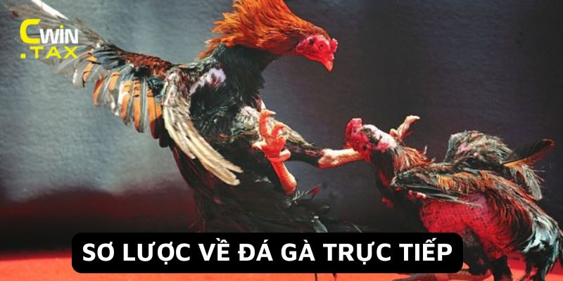 Sơ lược về đá gà trực tiếp 