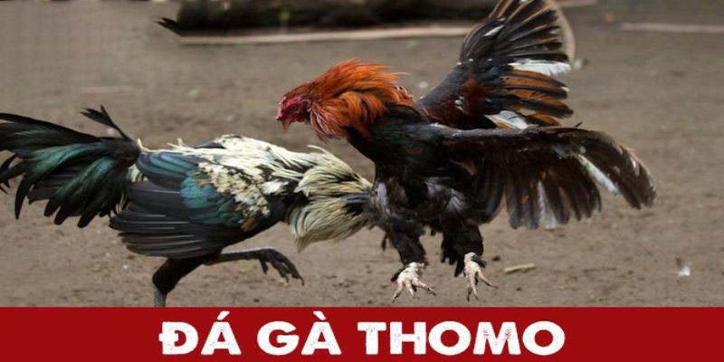 Bật mí thông tin cơ bản về loại hình đá gà Thomo