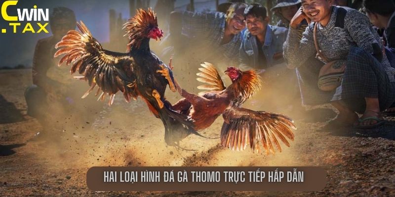 Hai loại hình đá gà Thomo trực tiếp hấp dẫn 