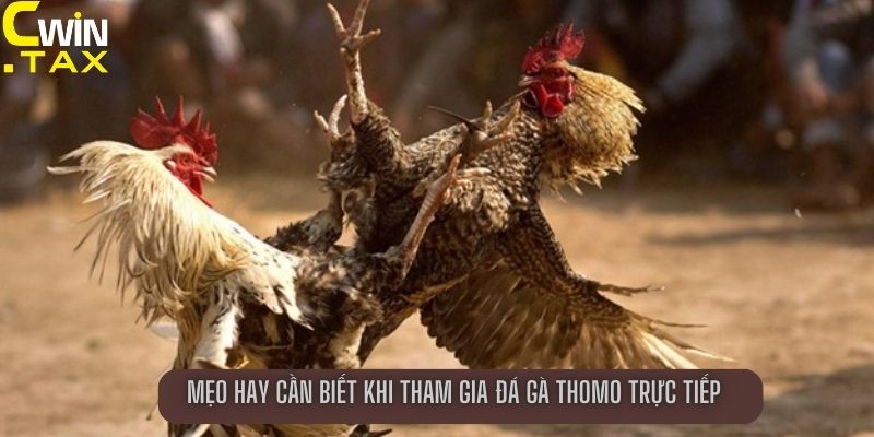 Mẹo hay cần biết khi tham gia đá gà Thomo trực tiếp