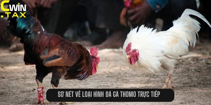 Sơ nét về loại hình đá gà Thomo trực tiếp 