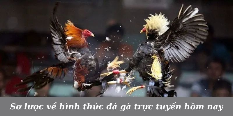 Giới thiệu hình thức đá gà trực tiếp hôm nay đặc sắc