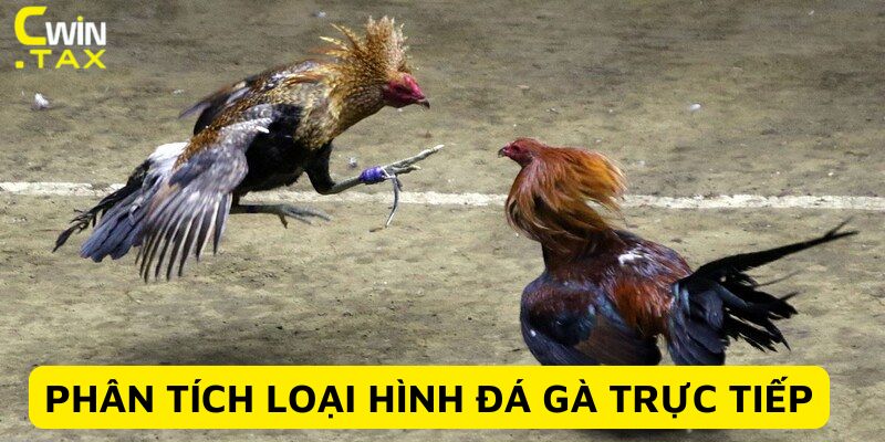 Loại hình đá gà trực tiếp