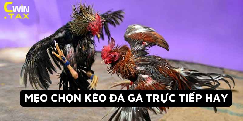 Mẹo chọn kèo đá gà trực tiếp hay