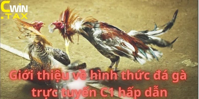 Giới thiệu về hình thức đá gà trực tuyến C1 hấp dẫn