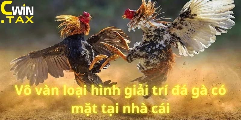 Vô vàn loại hình giải trí đá gà có mặt tại nhà cái