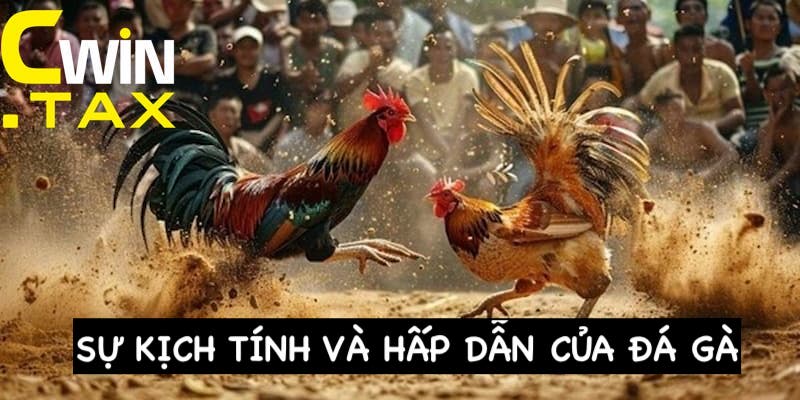 Yếu tố tạo nên sự hấp dẫn của môn chọi gà